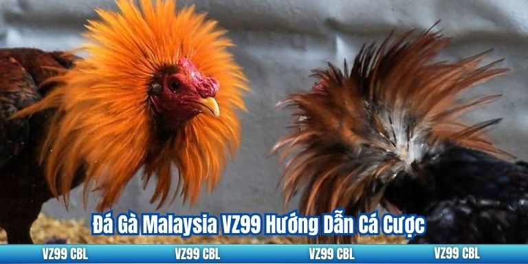 Đá Gà Malaysia VZ99 Hướng Dẫn Cá Cược