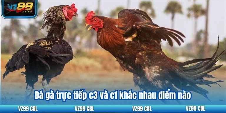 Đá gà trực tiếp c3 và c1 khác nhau điểm nào