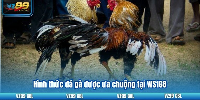 Hình thức đá gà được ưa chuộng tại WS168