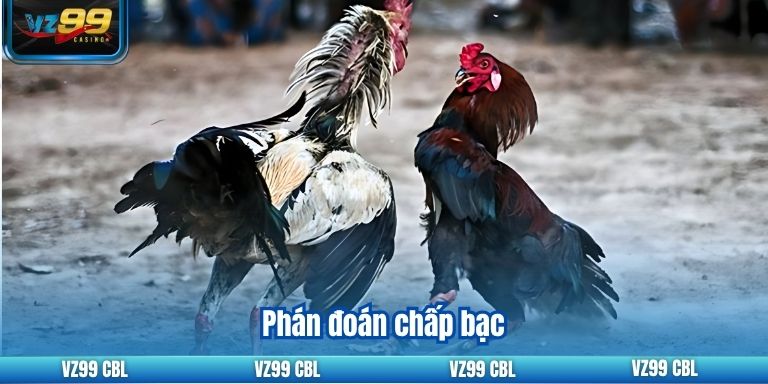 Phán đoán chấp bạc