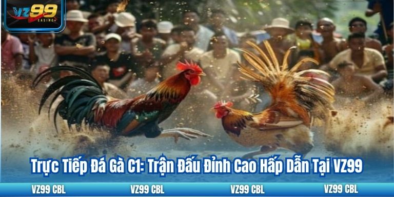 Trực Tiếp Đá Gà C1: Trận Đấu Đỉnh Cao Hấp Dẫn Tại VZ99