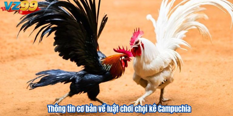 Thông tin cơ bản về luật chơi chọi kê Campuchia